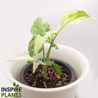 INSPIRE PLANTS (NN) ,  เงินไหลมาด่าง Syngonium podophyllum ต้นสวย ใบสวย ส่งกระถาง 4 นิ้ว ใบสวย 1-5 ใบ