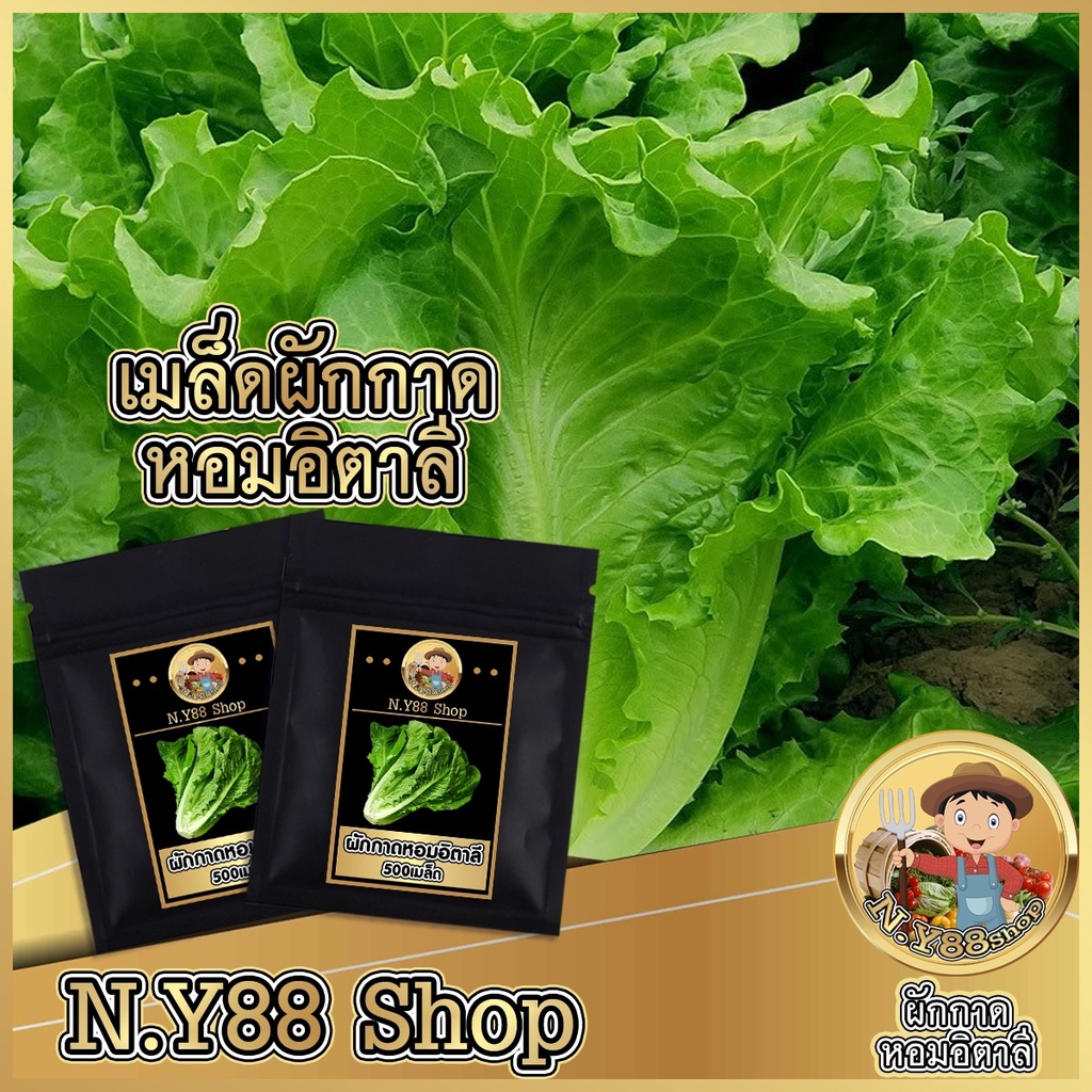 5แถม1ผักกาดหอมอิตาลี เมล็ดผักสลัดอิตาลี เมล็ดพันธุ์คุณภาพ สายพันธ์ุแท้ สามาทำพันธุ์ต่อได้ รสชาติหวานกรอบ ปลูกง่าย
