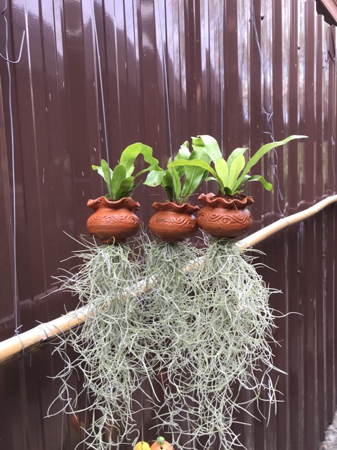 เฟิร์นข้าหลวงกระถางดินเผาพร้อมดคราฤาษี