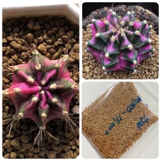 เมล็ดพันธุ์ ยิมโน pink diamond 10 เมล็ด พิ้งไดม่อน PDM แคคตัส กระบองเพชร cactus