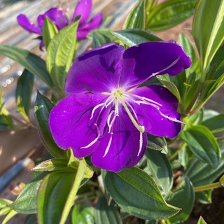 ต้น ม่วงมงคล ดอกสีม่วง ออกดอกตลอดปี (ติดดอก)🌸 (Tibouchina granulosa) แบบถุง