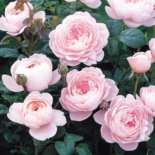 เมล็ดพันธุ์ กุหลาบ อิงลิสเซ่ Englische Rose Seeds ดอกใหญ่ นำเข้าจากต่างประเทศ 30 เมล็ด