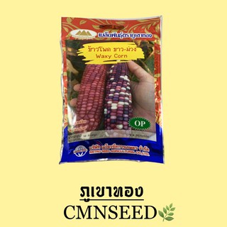 เมล็ดพันธุ์ ข้าวโพด ขาว - ม่วง ( WAXY CORN )