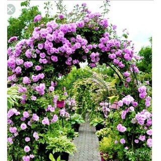 ถูก ใหม่ สายพันธุ์ เมล็ดพันธุ์ กุหลาบเลื้อย สีม่วง (Climbing rose) บรรจุ 10 เมล็ด นำเข้า ของแท้ PMJV