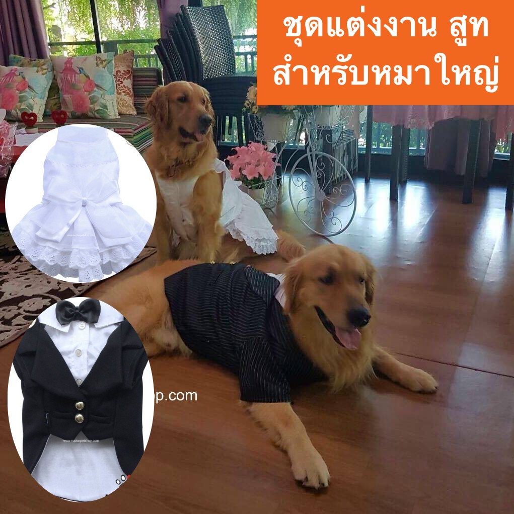 สูทหมา ชุดเจ้าบ่าวหมา ชุดราตรีสุนัข ชุดแต่งงานหมา เสื้อหมาใหญ่ ชุดแต่งงานหมาใหญ่ สูทได้ทั้งเนทไทและหูกระต่าย