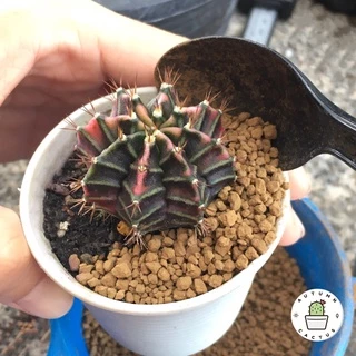 อะคาดามะ ดินญี่ปุ่น AKADAMA SOIL ใช้โรยหน้า กระบองเพชร ไม้อวบน้ำ บอนไซ 1-3mm 3-6mm 500g เกรดพรีเมี่ยม 3แถบ