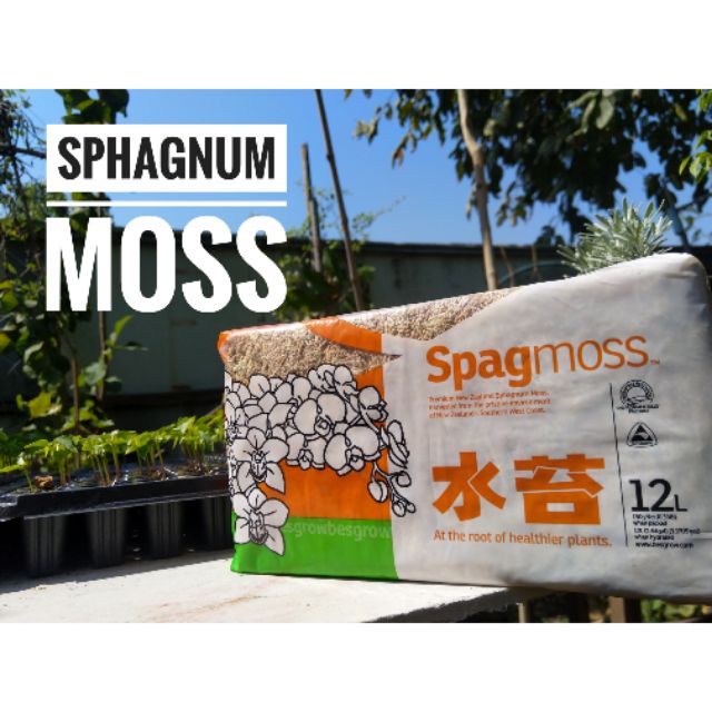 สแฟกนั่มมอส Spagmoss 12 L(150g),แบ่ง 4 L(50g.) Sphagnum Moss วัสดุปลูก กล้วยไม้ ไม่กินแมลง มอนสเตอร่า Monstera ไม้ด่าง