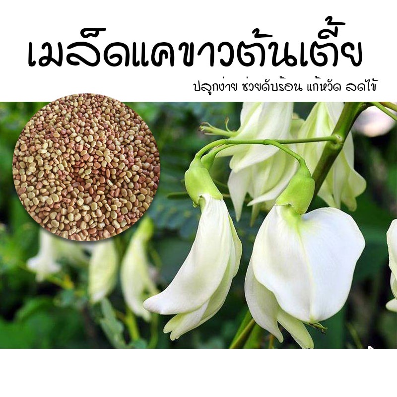 [ติดตามลด 20%] เมล็ดแคบ้าน ดอกแคขาว ให้ดอกดก เมล็ดใหม่คัดพิเศษ