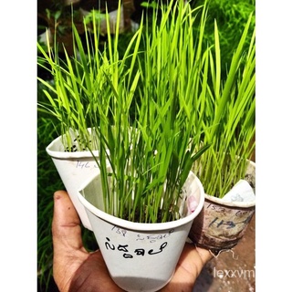 3g European paddy seeds indoor/outdoor plant potted friendly园艺/种子/向日葵/内裤/裙子/seeds/母婴/花园/芹菜/木瓜/ 7UNV