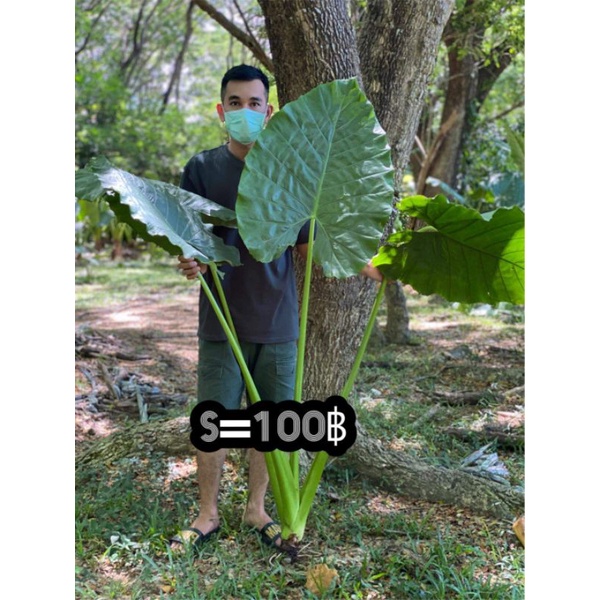 1แถม1 S100บอนกระดาดยักษ์ บอนยักษ์ ต้นบอลกระดาษยักษ์ #อโลคาเซีย Alocasia #บอนกระดาดยักษ์ #บอนยักษ์ #บอนกระดาด