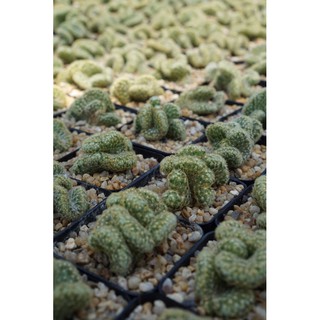 นิ้วทองคริส mammillaria elongata cristata กระบองเพชร แคคตัส