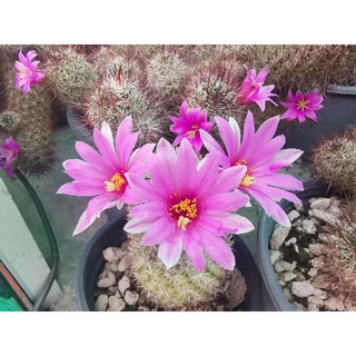 เมล็ดแคคตัส แมมมิลลาเนีย ชูแมนนิไอ Mammillaria schumannii