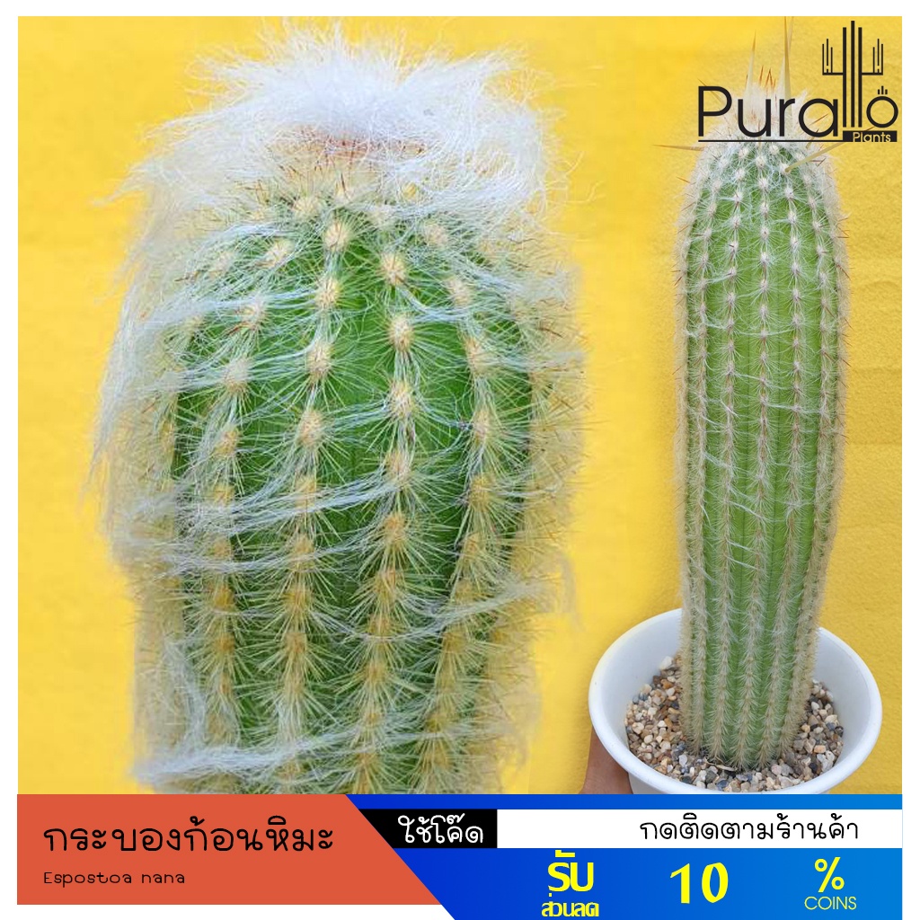 ต้นกระบองเพชร เอสโพทัว นานา Espostoa nana กระบองเพชรสำลี กระบองเพชรก้อนหิมะ #cactus
