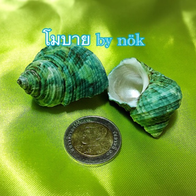 เปลือกหอยเลี้ยงปู สังข์แดง