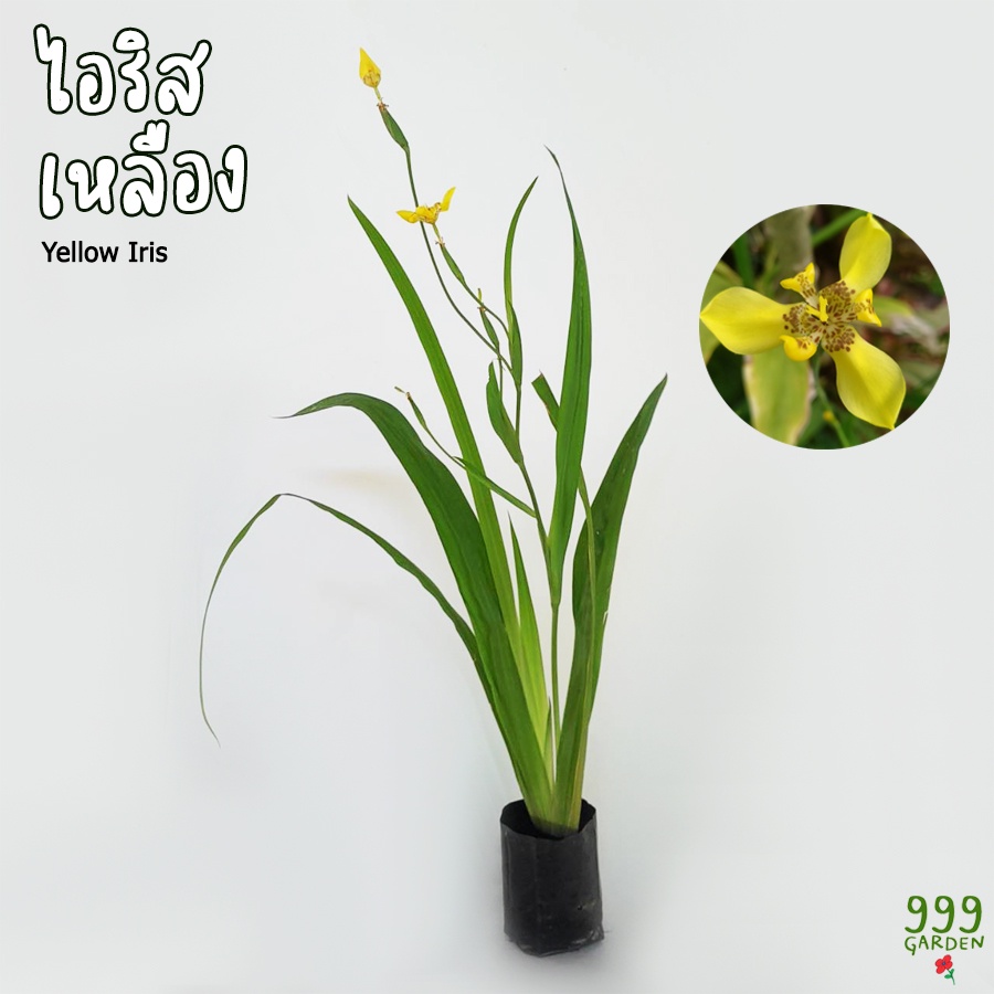 ต้นไอริส สีเหลือง (ต้นใหญ่) เลี้ยงง่าย โตไว ทนแดด ( ไอริสน้ำ ไอริสเหลือง ไอริส ) 999garden