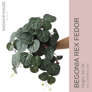 Begonia rex Fedor- Height 60 cm ก้านบีโกเนีย - ความสูง 60 ซม. ก้านบีโกเนียปลอมเกรดพรีเมียม