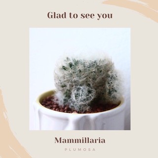 Mammillaria plumosa แมมขนนกขาว