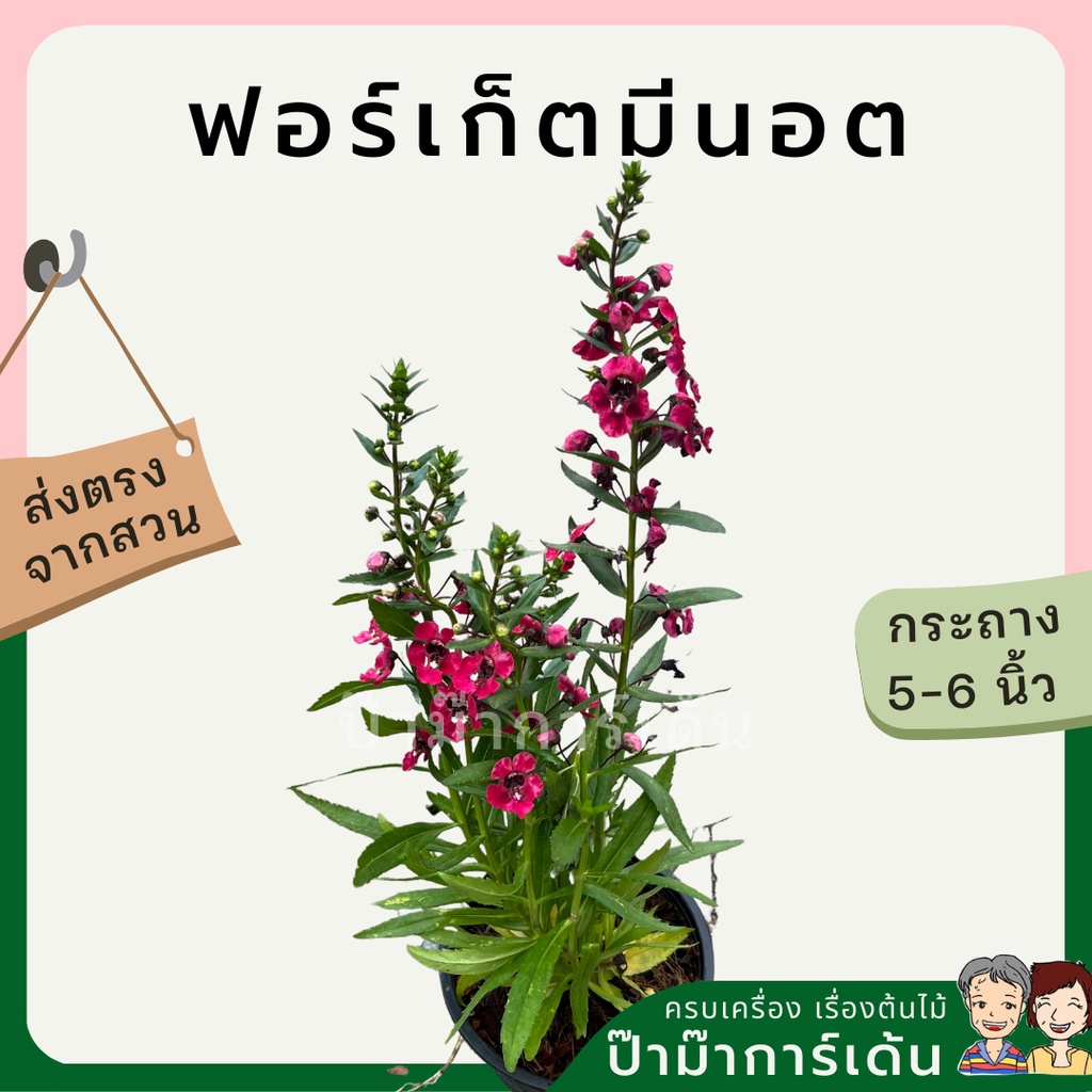 มุมมอง 2