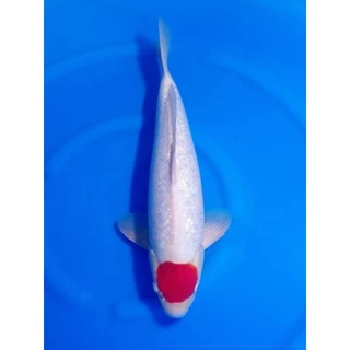 ZenKoi Pro 3in1 สูตรเร่งสี เร่งโต เสริมภูมิคุ้มกัน สวยครบจบในถุงเดียว สำหรับปลาคาร์ฟปลาทองปลาสวยงาม ชนิดเม็ดลอย