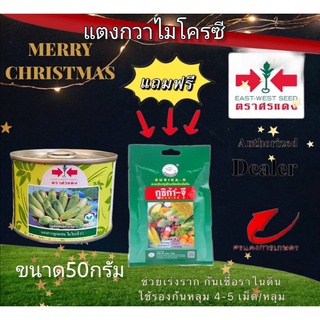 เมล็ดพันธุ์ แตงกวาไมโครซี 50g แถมกูซิก้าจีซองเล็ก