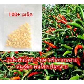 เมล็ดพันธุ์พริกจินดาแท้สายพันธุ์ศรีสะเกษแท้100%