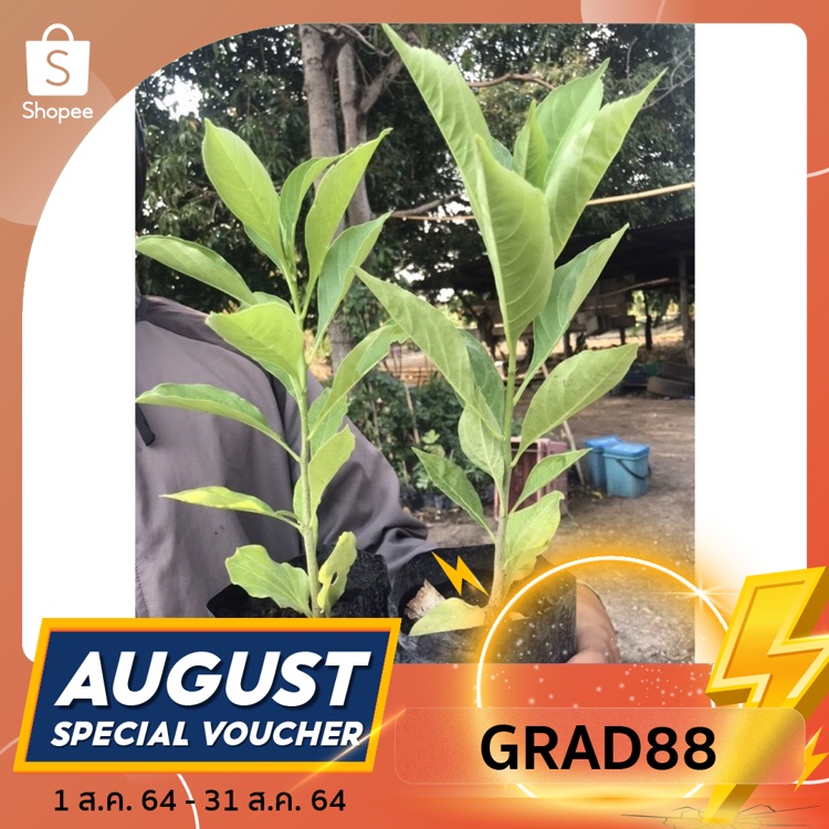 (ใช้โค้ด “GRAD88” ลด40% สูงสุด80.- ไม่มีขั้นต่ำ)ต้นเบาบับดิจิทาทาชุด10ต้นเเถม2ต้น
