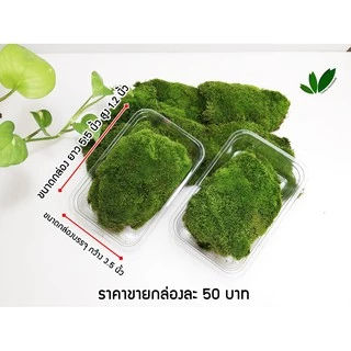 มอสสด มอสดินละเอียด มอสตกแต่งบอนไซ มอสตกแต่งสวนถาด กล่องละ 50฿