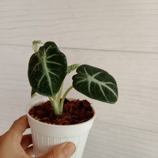 อโลคาเซีย alocasia black velvet แบล็ค เวลเวท