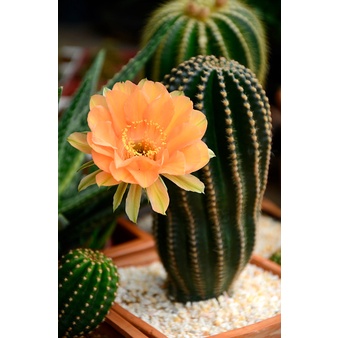 ECHINOPSIS  อิชินอป  'PARAMOUNT ORANGE' และอีกหลายสี กระบองเพชร อิชินอป  พาราเมาท์ ดอกส้มโอรส  หน่อเ