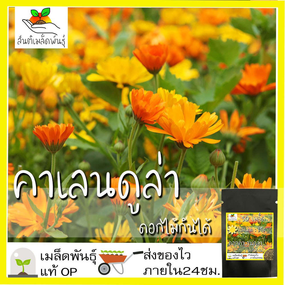 เมล็ดพันธุ์ คาเลนดูล่า ดาวเรืองหม้อ 50 เมล็ด Calendula Seed  เมล็ดพันธุ์แท้ นำเข้าจากต่างประเทศ ปลูกผัก สวนครัว