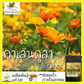 เมล็ดพันธุ์ คาเลนดูล่า ดาวเรืองหม้อ 50 เมล็ด Calendula Seed  เมล็ดพันธุ์แท้ นำเข้าจากต่างประเทศ ปลูกผัก สวนครัว