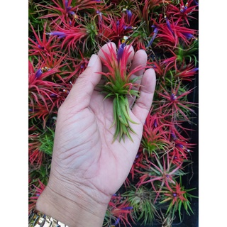 1ต้น ทิลแลนเซีย สัปรดอากาศ ทิลแลนเซีย (Tillandsia ionantha) พันธุ์นี้ ดอกจะออกช่วงหน้าหนาว