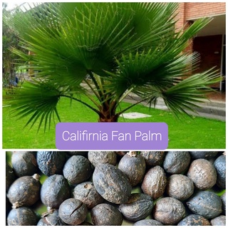 เมล็ดปาล์มพัด (Fiji Fan Palm) 1 ซอง บรรจุ 10 เมล็ด