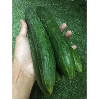 แตงกวาญี่ปุ่นสด ปลอดสาร 🥒- มีใบรับรอง แตงกวายาว ผักผลไม้