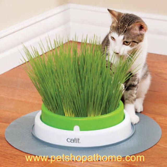 Catit ชุดปลูกหญ้าแมว