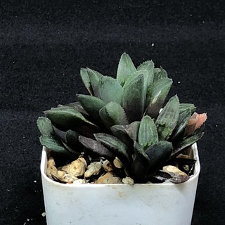 Haworthia ฮาโวเทีย ขนาดกลาง