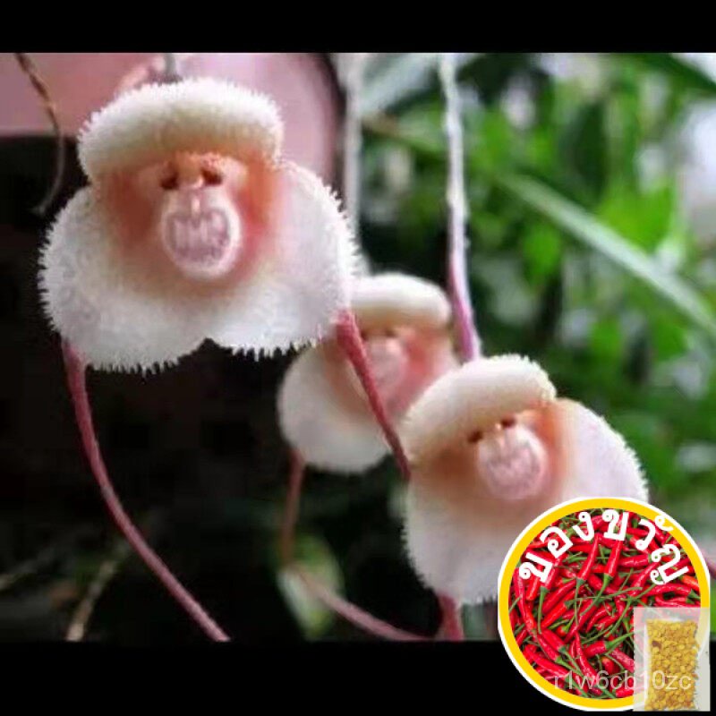 เมล็ดกล้วยไม้หน้าลิง Mixed Color Rare Monkey Face Orchid Flower Seeds บอนสี บอนสีหายาก เมล็ดบอนสี ต้นไม้หายาก ต้นไม้มงคล