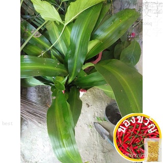 Fortune Plant (Dracaena fragrans (cornstalk dracaena))园艺/文胸/花园/香菜/生菜/头饰/苹果/种子/男装/玫瑰//กุหลาบ MS1Q