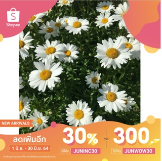 ใส่โคด:JUNINC30 (ลด30%)เมล็ดพันธ์ุดอกเดซี่สีขาวไวท์ปริ้นเซ็สบรรจุ300เมล็ด