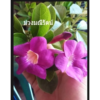 ต้นม่วงมณีรัตน์ หรือบานบุรีสีม่วง ดอกไม้ทรงปากแตรสีม่วง ดอกสวยงาม