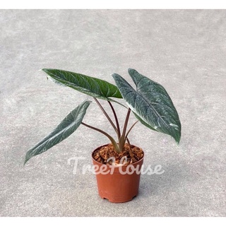 อโลคาเซีย สคัลพรัม ฟอร์มสวย 4-5 ใบ (Alocasia scalprum) กระถาง4 นิ้ว