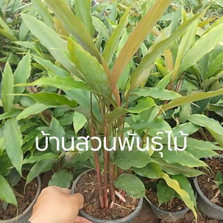 ว่านดอกทอง  #บ้านสวนพันธุ์ไม้