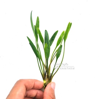 คริปลูเซนส์ - Cryptocoryne lucens ต้นไม้น้ำ