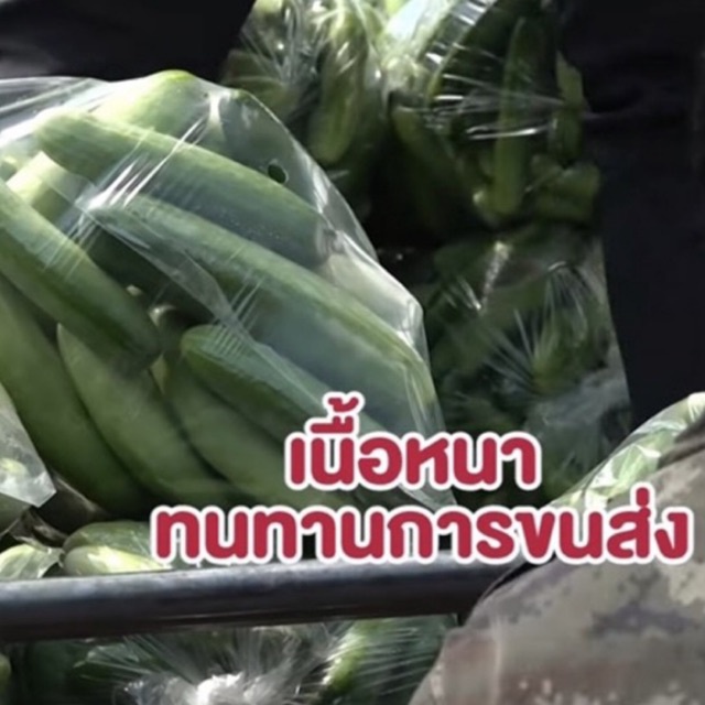 🥒แตงกวา 0.5 KGสดๆจากสวน กรอบอร่อย ฉ่ำน้ำ 👌🏼👌🏼ปลอดสาร ปลูกเอง กินเอง ขายเอง ประมาณ 6-7ลูก จัดส่งทุกวัน กดสั่งได้เลยครับ🥒🥒 - รูปที่ 4