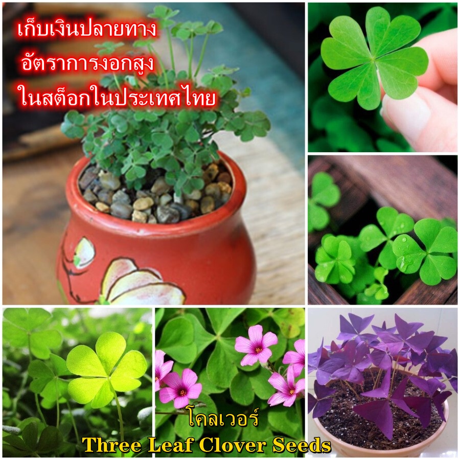 โคลเวอร์ แพ็คละ 200 แคปซูล Three Leaf Clover เมล็ดพันธุ์ บอนไซจิ๋ว พันธุ์ดอกไม้ ดอกไม้ปลูก บอนสีพันหายาก เมล็ดดอกไม้สวย