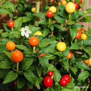 （มีของแจก）（การันตีอัตรางอก）พริกตุ้ม️สีรุ้งถูกที่สุด 10 บ.เมล็ดพันธุ์พริกตุ้มสีรุ้ง 5 เมล็ด☘️พริกประดับสีสวยพุ่มใหญ่ W2FN