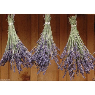 Lavender flower Seeds - English Organic,NON GMO, High Quality,Untreated Seed -Perennial garden decoration plant 20pcs D5