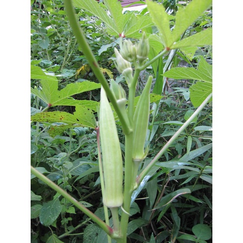 ต้นกล้ากระเจี๊ยบเขียวลูกใหญ่ พร้อมปลูก กล้าละ 10บาท พืชผักบ้านๆ ประโยชน์เพียบพูน สรรพคุณทางยาพร้อมสรรพ - รูปที่ 3