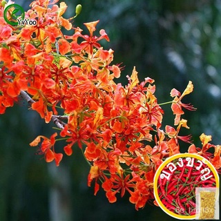 Impatiens cyathiflora Seeds Flower Seeds Indoor Bonsai plant 20 particles / lot Z014通心菜/手链/玫瑰/内裤/帽子/花园/鲜花/种子/上衣/木瓜/ NTCF