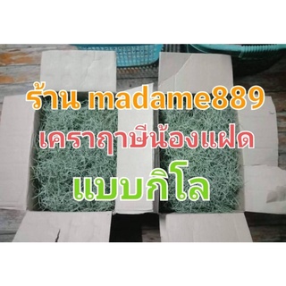 เคราฤาษีกิโล มีเก็บปลายทาง หนวดฤาษีฟอกอากาศ